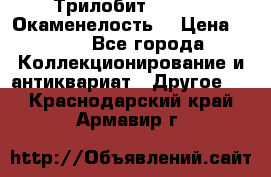 Трилобит Asaphus. Окаменелость. › Цена ­ 300 - Все города Коллекционирование и антиквариат » Другое   . Краснодарский край,Армавир г.